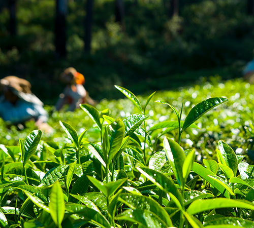 Darjeeling-Pelling Tour