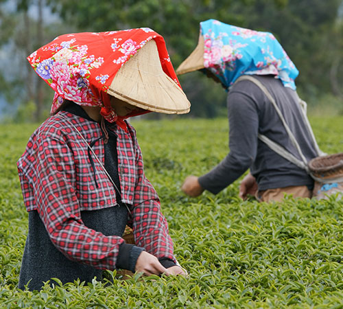 Darjeeling-Kalimpong