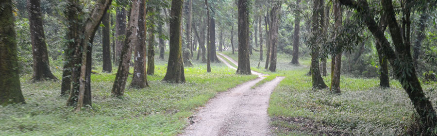 Gorumara National Park