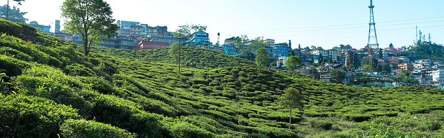 Car Hire From Njp To Darjeeling