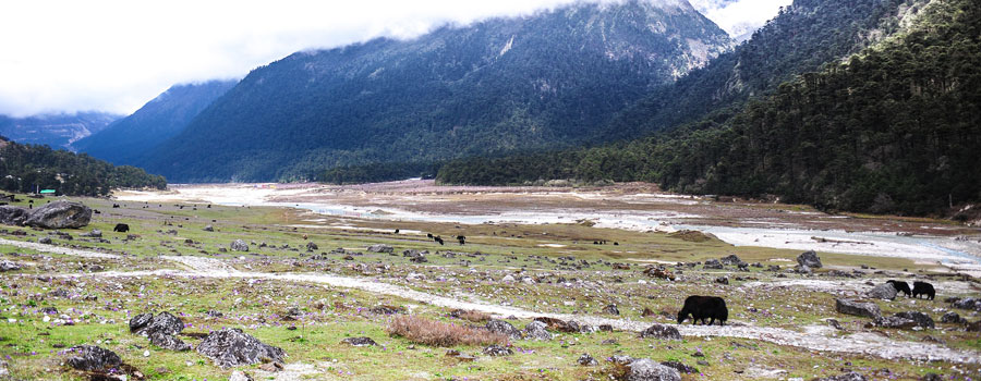 Yumthang Valley