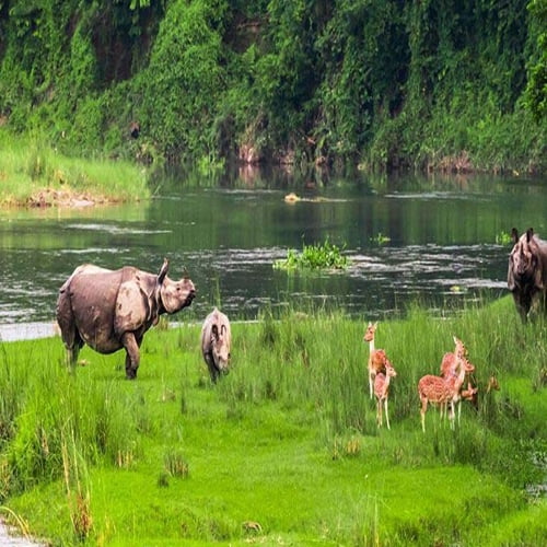 Chitwan park