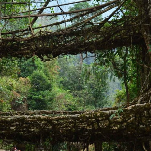Double Decker Living Root Bridge