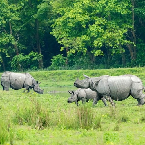 Kaziranga National Park