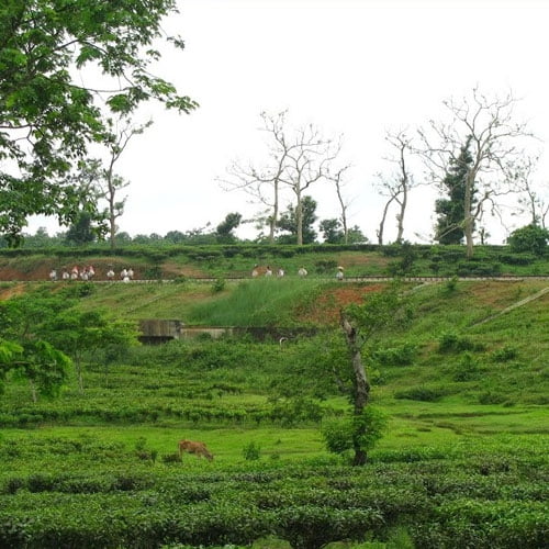 Mekhlipara Tea Estate